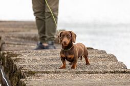 Image of: Five Heartwarming Signs Your Dog Has Chosen You as Their Favorite