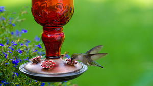 Image of: Should You Keep Your Hummingbird Feeder Up in September?