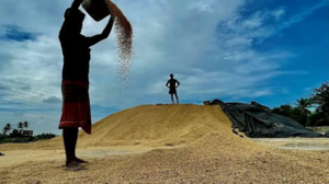 Image of: Surge in Paddy Cultivation in Dharmapuri District