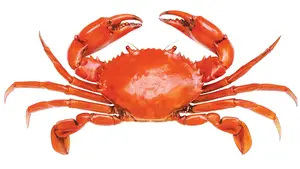 Image of: Mumbai's Crustacean Celebration: The Annual Crab Festival