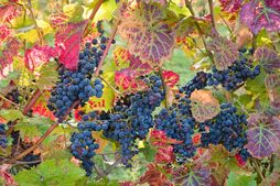 Image of: Is This British Wine’s Best Year Yet?
