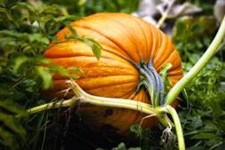 Image of: Lori Borgman: The Surprising World of Homegrown Pumpkins