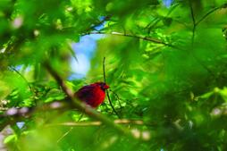 Image of: Understanding Poison Ivy: Nature's Cautionary Plant