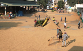 Image of: Paddy Procurement Update: Over 500,000 Tonnes Reached in Punjab