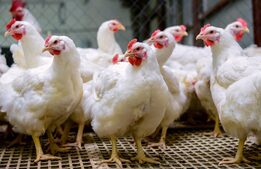 Image of: Seasonal Care: Ensuring Chicken Comfort in Extreme Weather