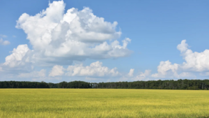 Image of: Forecast Predicts Decline in Rice Prices for 2025 Marketing Year