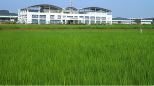Image of: KisanKraft Launches Nationwide Campaign for Dry Direct Seeded Rice Technology