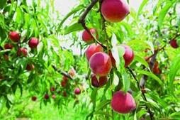 Image of: Master Gardener Tips: Selecting Fruit Trees for Future Bounties