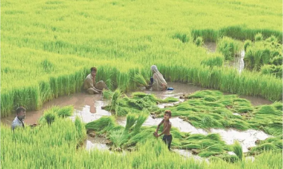 Image of: Crop Distress in Lower Sindh: Farmers Face Challenges