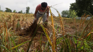 Image of: The Shift in Punjab: Why Rice Shellers Are Embracing Hybrid Paddy