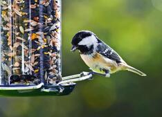Image of: Essential Bird Care: Houses, Baths, and Feeders