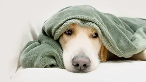 Image of: Diwali 2025: Tips to Keep Your Pets Calm During Festivities