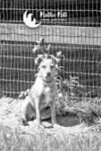 Image of: Meet Mexi: The Shy 3-Year-Old Mixed Breed in Need of a Friend