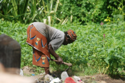 Image of: China Partners with Ivory Coast to Enhance Agricultural Techniques