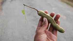 Image of: 5 Flavorful Tamarind Dishes You Must Try