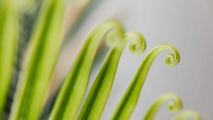 Image of: 5 Creative Ways to Savor Fiddlehead Ferns