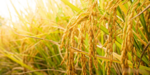 Image of: Vietnam-Cuba Rice Project: Seeds of Friendship Cultivated