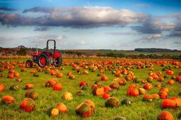Image of: Exploring the UK's Largest Pumpkin Festival at Farmer Copleys