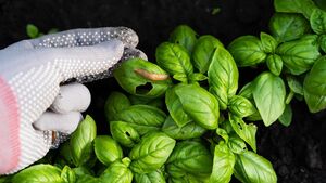Image of: Five Essential Items to Keep Slugs Out of Your Garden