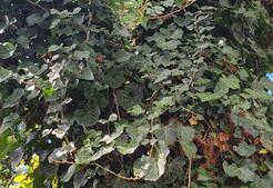 Image of: Mastering the Art of Crawling and Creeping Vines in Your Garden