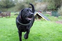 Image of: Meet Bruno: The Heartwarming Labrador Seeking a Forever Home