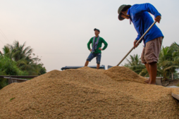 Image of: Vietnam's Rice Exports Reach 7 Million Tonnes Valued at $3.59 Billion