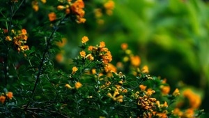 Image of: Zucchini Blossoms: A Culinary Delight Worth Discovering