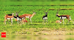Image of: Government Support Essential for Blackbuck Conservation: Study Highlights