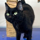 Image of: Pet of the Week: Adorable Cat and Affectionate Dog Await a Home