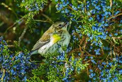 Image of: Nurturing Nature: How to Garden for Wildlife