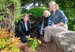 Image of: Exploring Hugh Falconer's Legacy: Rhododendron Research in India