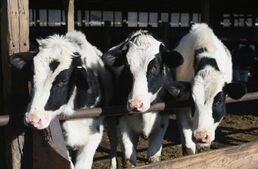 Image of: Texas Voters Approve Exemption for Animal Feed from Personal Property Tax