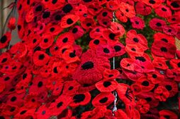 Image of: Disciplinary Action Looms for Woman Over Poppy Traditions