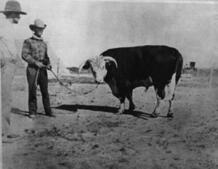 Image of: Building a West Texas Giant: The Legacy of Christopher Columbus Slaughter