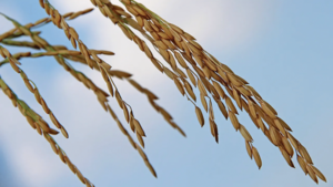 Image of: Timely Rice Shipment Brings Hope to Louisiana Farmers