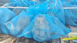 Image of: Thai Police Crack Down on Wildlife Trafficking: Monkeys and Meth Seized