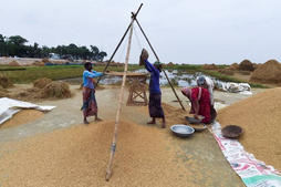 Image of: Bangladeshis Share Rice Harvest with Rohingya Amid Aid Shortages