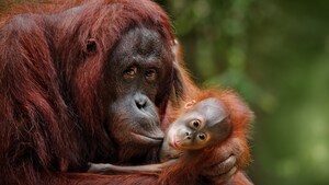 Image of: The Ancient Roots of Kissing: A 21 Million-Year Journey