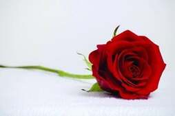 Image of: Roses & Thorns: Highlights of Regional Developments