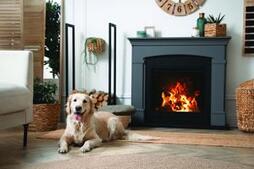 Image of: Ensure a Safe and Joyful Thanksgiving with Your Dog
