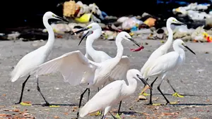 Image of: Mumbai Diary: A Glimpse into the City’s Vibrant Life
