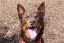 Image of: Meet Rocky: The Affectionate Dog Seeking His Forever Home