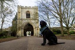Image of: Bury St Edmunds: A Canine Paradise Ranked Second in the UK