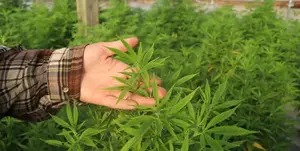 Image of: New Funding Bill Imposes Stricter Regulations on Hemp Industry