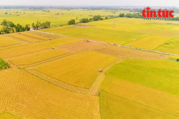 Image of: Transforming Rice Production: A Million-Hectare Sustainable Initiative