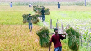 Image of: Rangpur Farmers Face Disappointment Over Aman Paddy Prices