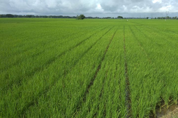Image of: Ayeyawady Region to Establish 100,000-Acre Rice Export Zone