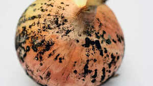 Image of: Is It Safe to Eat Onions with Black Marks? A Detailed Guide