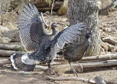 Image of: From Gobbled to Gobblers: The Fascinating World of Turkeys