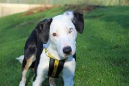 Image of: 'Gentle Soul' Trixie Seeks a Loving Forever Home